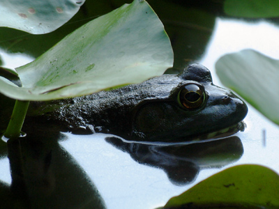 Didn`t have the decency to say `Ribbit!`