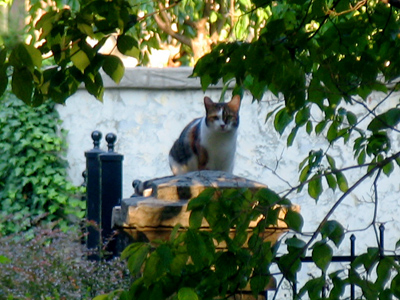 Can`t catch many mice up there.