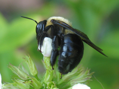 It`s no fair when the bee is bigger than the flower.  [Note the photographer reflected in the bee`s body.]
