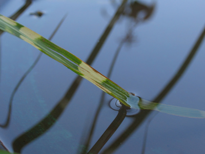 I love the wet grass in the morning.