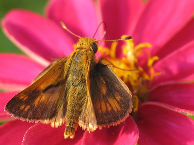 Aren`t they, like, supposed to fly away or something when people get close?