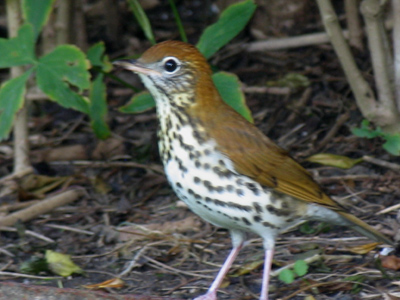 This was the best shot I could get before it had to thrush off.