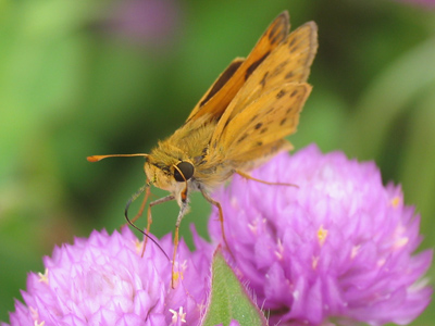 Why fly when you can walk?