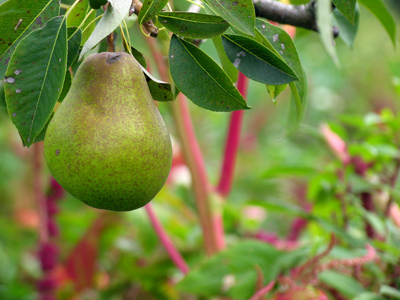 Now I want everybody to pear up . . . 