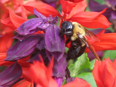 I wouldn`t wear a yellow jacket with purple and red.