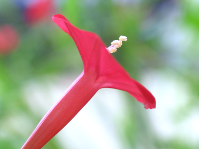 Got me one a them new dishes that gets five hunnerd channels.