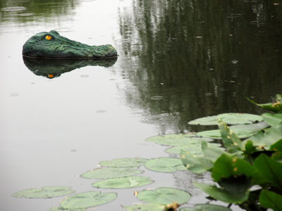 Lost a lot of waterskiers this season.
