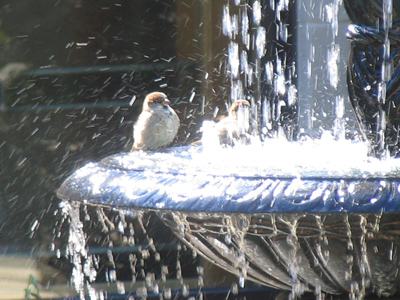 The rubber ducky was just a decoy to attract real birds.