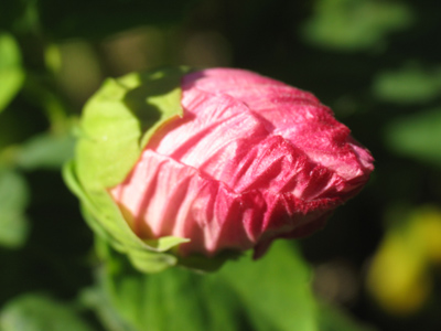 Where ballet slippers come from.