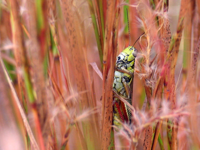 You can run -- er, hop -- but you can`t hide.