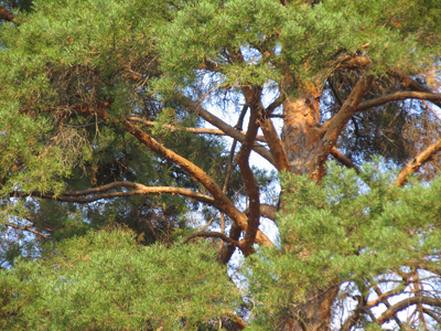 I don`t always shoot small things.  But just don`t ask me to show the WHOLE tree.