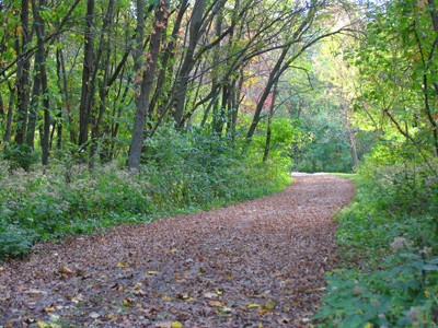 The road less traveled.