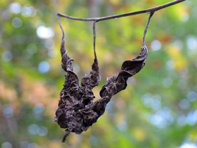 Brought closer together by death.