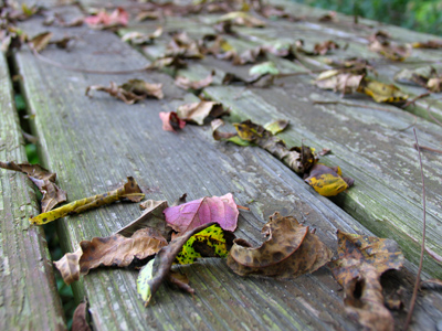 Picnic season is coming to an end.