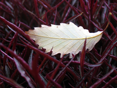 No it`s NOT the same shot as September 17.  It`s a different park entirely.