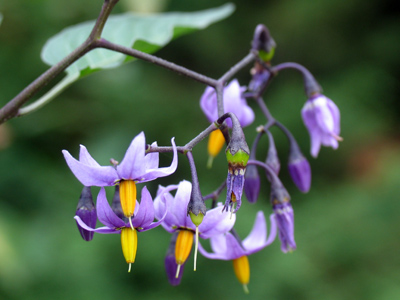 I see a world in a grain of sand, And heaven in a wild flower. WILLIAM BLAKE