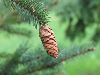 Future Christmas tree.