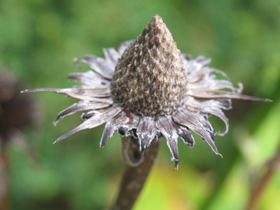 The file name for this image is `deadgraything.jpg.`