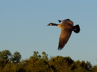 Coming home to roost.
