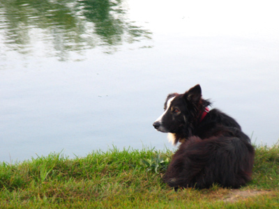 Sworn to prevent geese from roosting.