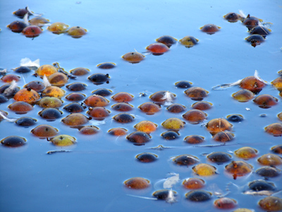 A floating constellation.