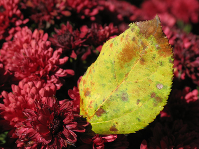 October . . . decks herself in garments bold Of scarlet, purple, red, and gold. PAUL LAURENCE DUNBAR