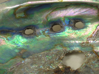 I`d like you to meet my friend Shelly.