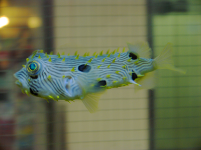 Aquarium life is a compromise between having someone take care of you and having absolutely no place to go.