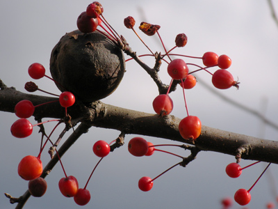 Some squirrel set this aside for later gnawing.