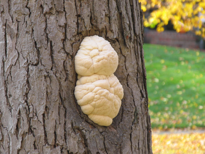 Where cauliflower comes from.