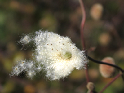 Planning ahead for next year.