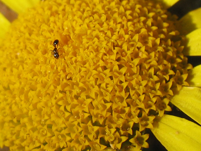 Traversing a golden landscape.