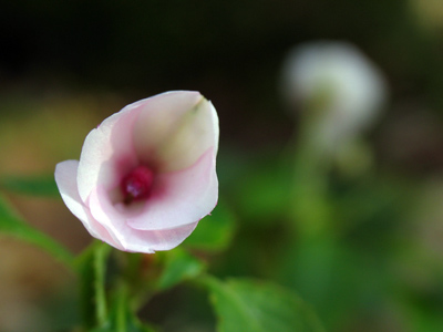 The recollecting of Bloom keeps making November difficult. EMILY DICKINSON