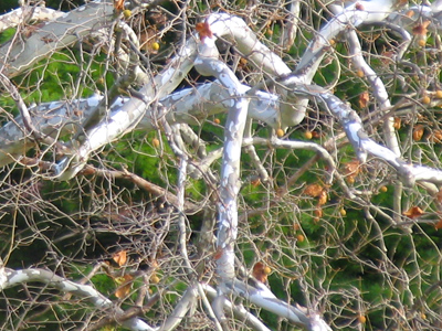 The birch tree white touched black at branches will stand out. A. R. AMMONS