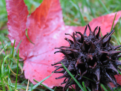 Among the paths to Eden.