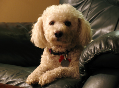 Just visiting from Bichon, France.