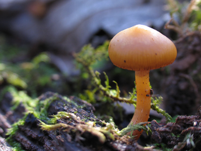 It was a great day for fungus.