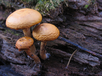 I think this answers my mushroom question from October 17, 2005.