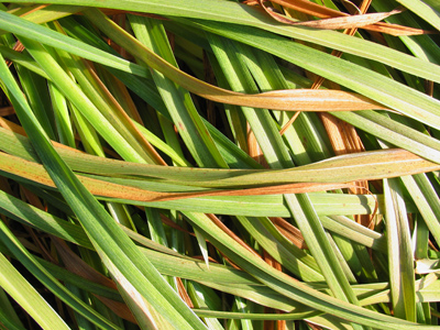 Leaves of grass.