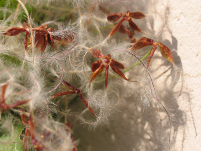 It casts a sinuous shadow.