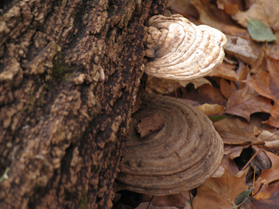 Fungus can be attractive.
