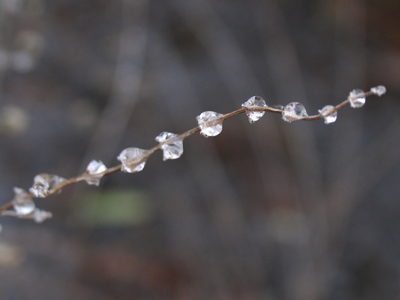  . . . but I was outside collecting pearls.