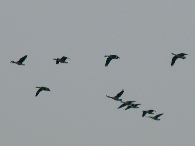 `You lead for a while.`