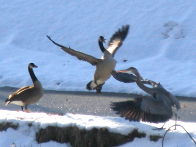  . . . but geese don`t.