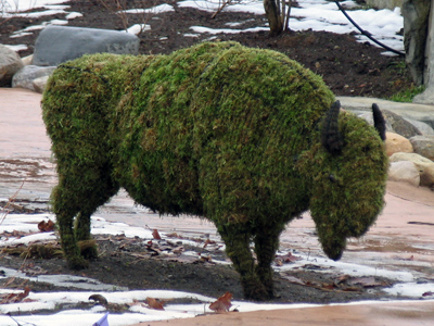 Thanks to the efforts of environmentalists, buffalo are making a comeback in Ohio.