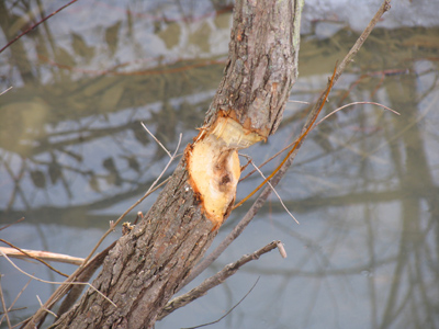 And it looks like beavers haven`t died out yet either.