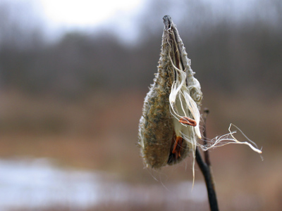 Thistle be my last picture for today.