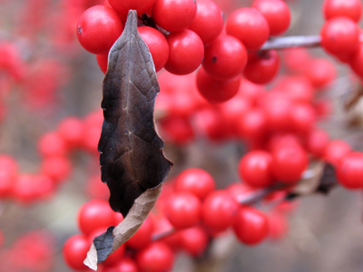 A tree, at the end of my arm, is hazy with mist.  Even so, I can see that it has red berries, A scarlet fruit, Filmed over with moisture. AMY LOWELL