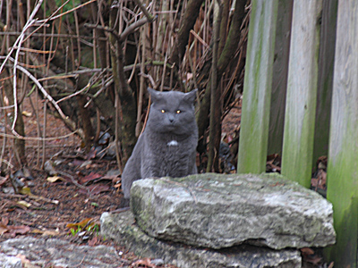 Did you ever see that movie `Pet Sematary`?