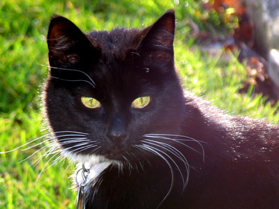 The grass in the background seems to be showing through its eyeballs.